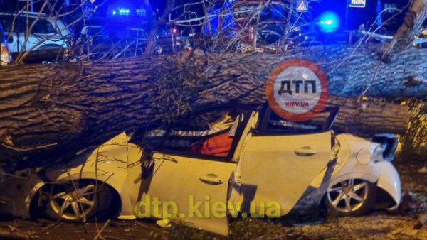 В Киеве дерево раздавило иномарку: водитель погиб на месте В Киеве дерево раздавило иномарку: водитель погиб на месте