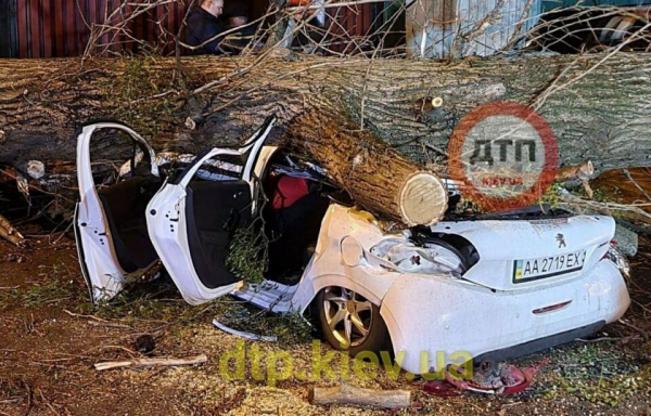 В Киеве дерево раздавило иномарку: водитель погиб на месте В Киеве дерево раздавило иномарку: водитель погиб на месте
