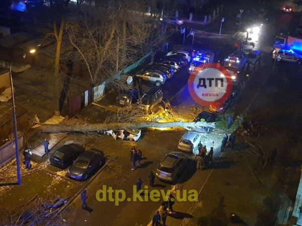В Киеве дерево раздавило иномарку: водитель погиб на месте В Киеве дерево раздавило иномарку: водитель погиб на месте